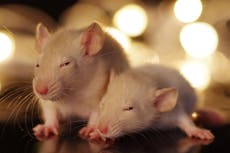 Científicos reprograman cerebro de ratones y los convierten instantáneamente en amigos