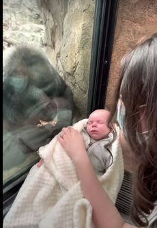 Mamá y gorila forman amistad gracias a sus bebés en el zoológico