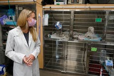 Furor por las mascotas en pandemia satura a los veterinarios