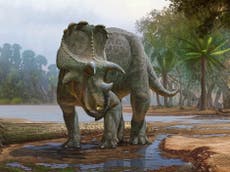 Nuevo dinosaurio con cuernos fue encontrado en Estados Unidos, era ancestro del Triceratops