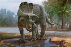 Nuevo dinosaurio con cuernos fue encontrado en Estados Unidos, era ancestro del Triceratops