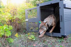 Idaho busca matar a más de 1.000 lobos, mientras instan a Biden a restaurar protección de animales