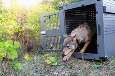 Idaho busca matar a más de 1.000 lobos, mientras instan a Biden a restaurar protección de animales
