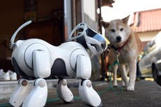 OLD Moneda Shiba Inu: el cofundador de Ethereum “quema” miles de millones de dólares en criptomoneda