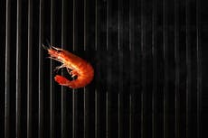 Un hombre le debe a Hawái más de $600.000 por matar langostinos