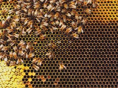 Día Mundial de las Abejas: ¿Qué pasará si las abejas se extinguen?