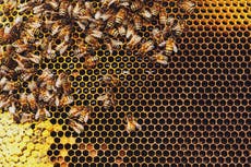 Día Mundial de las Abejas: ¿Qué pasará si las abejas se extinguen?