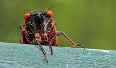 Ante invasión de cigarras, algunos recomiendan comerlas