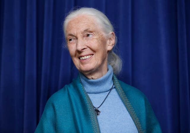 <p>Jane Goodall fue protagonista de decenas de películas y documentales</p>