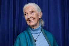Muere Jane Goodall, pionera en el estudio de chimpancés