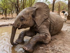 Usan pruebas de ADN para rastrear a la madre perdida de un elefante “huérfano”