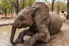 Usan pruebas de ADN para rastrear a la madre perdida de un elefante “huérfano”