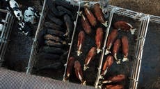 Argentina: comienza paro de comercialización de carne