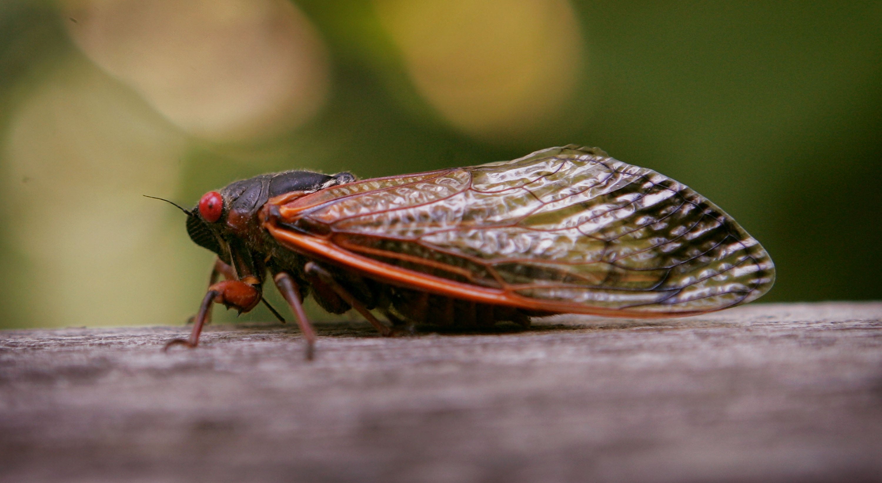 Hongo psicodélico está volviendo locas a las cigarras y al mismo tiempo hace que sus genitales se caigan