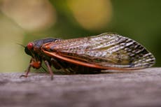 Hongo psicodélico está volviendo locas a las cigarras y al mismo tiempo hace que sus genitales se caigan