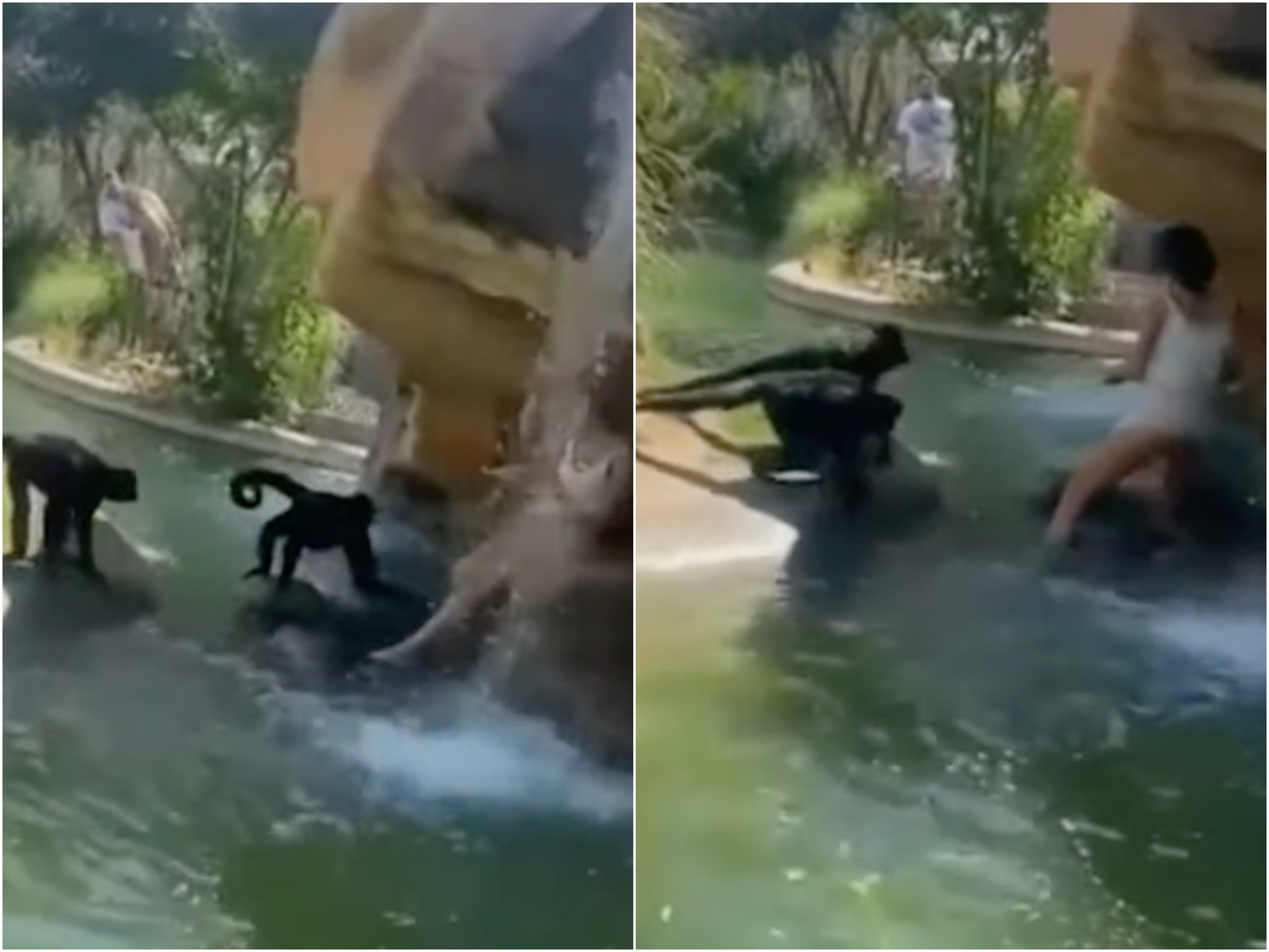 Zoológico denuncia a mujer por entrar a jaula de los monos para darles Hot Cheetos