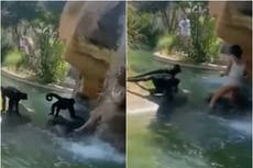 Zoológico denuncia a mujer por entrar a jaula de los monos para darles Hot Cheetos