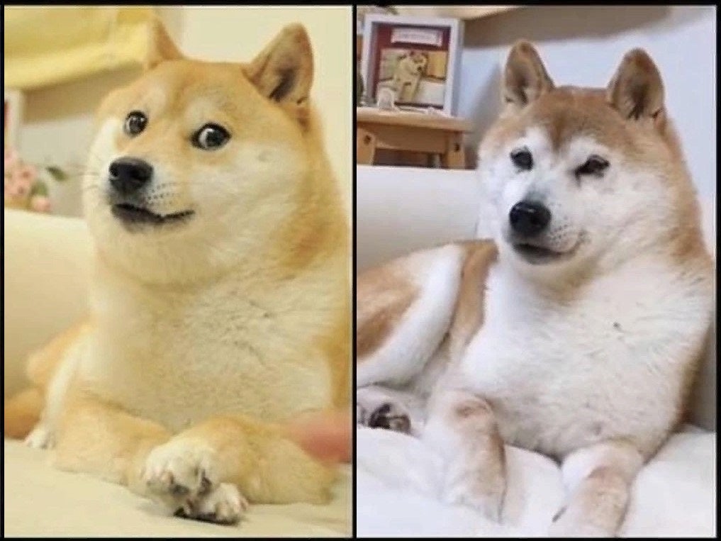 Dogecoin: el perro japonés que se convirtió en el rostro de una sensación cripto