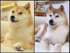 Dogecoin: el perro japonés que se convirtió en el rostro de una sensación cripto