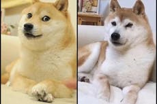 Dogecoin: el perro japonés que se convirtió en el rostro de una sensación cripto