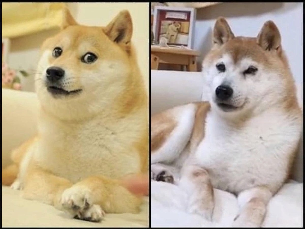 Dogecoin: el perro japonés que se convirtió en el rostro de una sensación  cripto | Independent Español