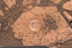 ¿Son los hongos en Marte una prueba de vida extraterrestre?