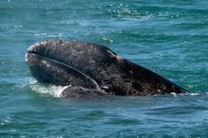Ballenas muertas siguen apareciendo en las playas de California; científicos califican el hecho de “inusual”