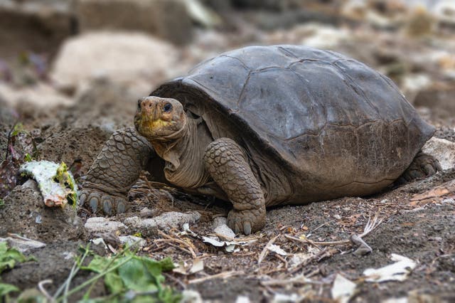 <p>La Universidad de Yale confirmó que la tortuga pertenece a una especie que se creía extinta</p>