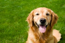 Veinte perros Golden Retrievers descubiertos en mercados de carne son realojados en Florida