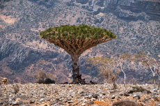“Esta es una isla olvidada”: el remoto territorio yemení que espera convertirse en un punto de acceso para el ecoturismo