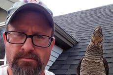 Walter, el ave amistosa, se convierte en compañero de hombre