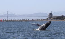 Este es el momento en que una lancha con turistas estadounidenses choca con una ballena