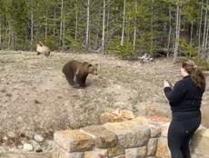 Mujer es investigada luego de acercarse a un oso pardo en Yellowstone y grabar un video