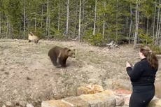 Mujer es investigada luego de acercarse a un oso pardo en Yellowstone y grabar un video