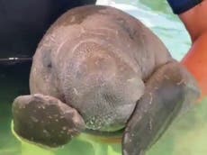 Los manatíes de Florida mueren a tasas récord, en medio de la contaminación del agua y las algas