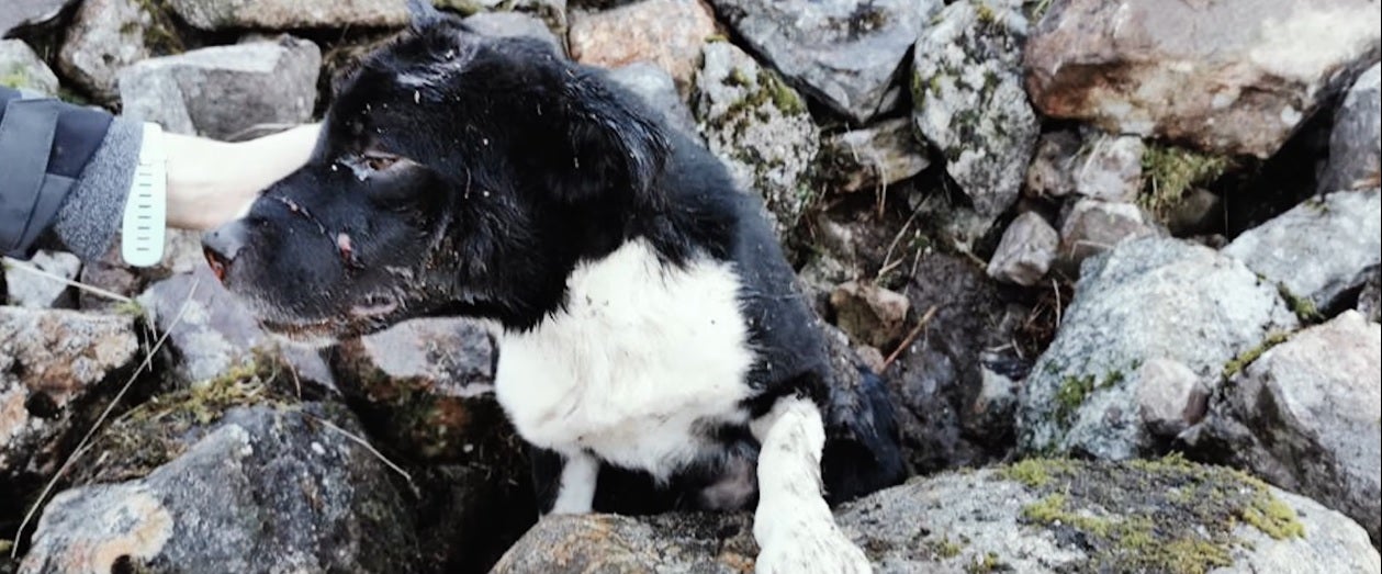 Un momento en el que el perro fue descubierto debajo del montón de rocas.