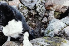 Perro enterrado vivo bajo rocas en Escocia es “uno de los peores casos de abuso”