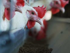 Gripe aviar: ¿se puede transmitir a los humanos y cuáles son los síntomas?