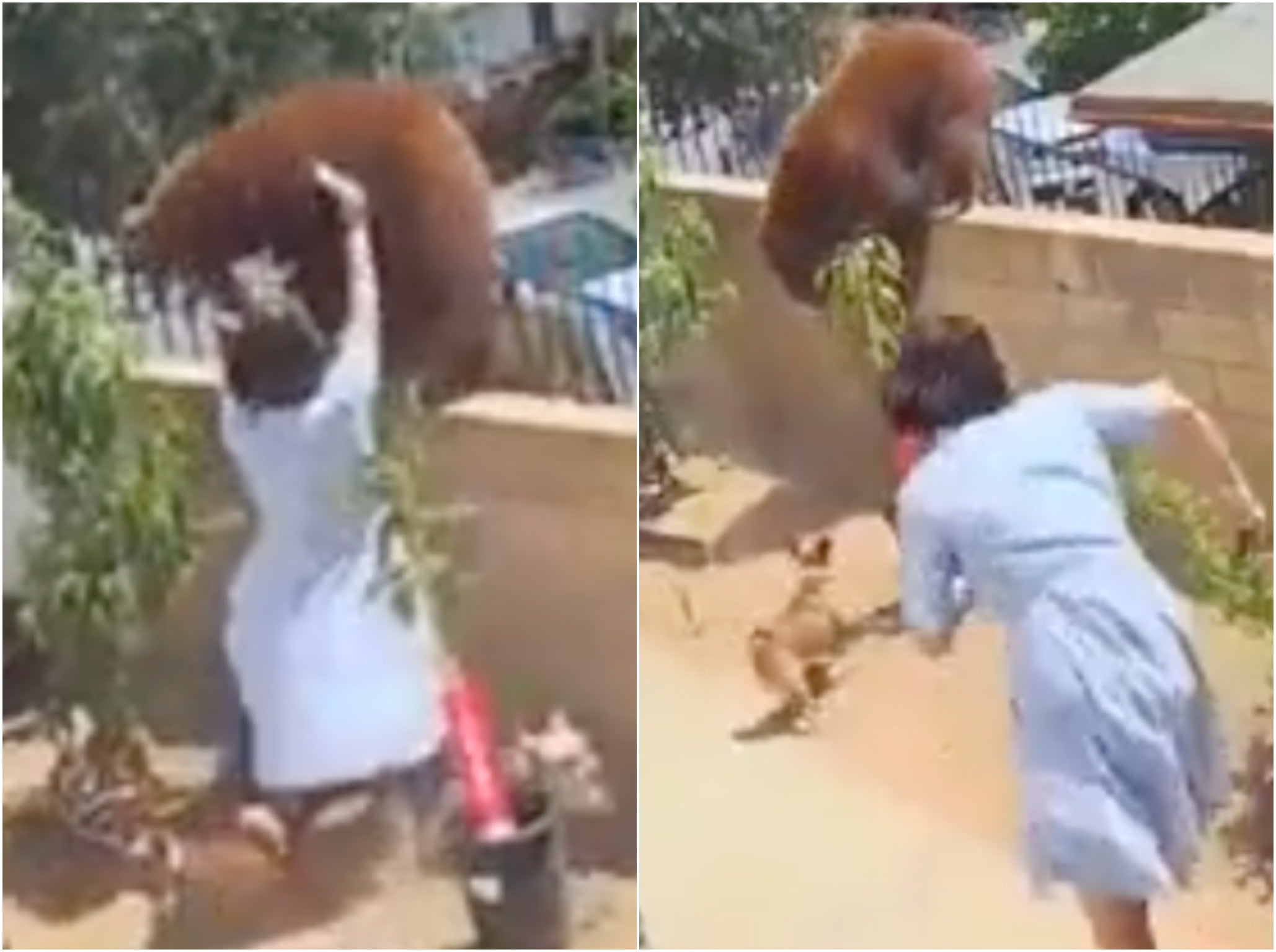 ¿Quién empuja a un oso? Adolescente que luchó contra un animal revela lo que realmente sucedió en video viral