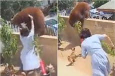 ¿Quién empuja a un oso? Adolescente que luchó contra un animal revela lo que realmente sucedió en video viral