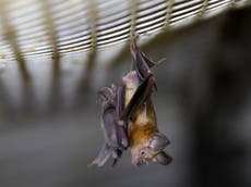 Covid: los cambios en el uso de la tierra podrían estar creando “puntos calientes” para los murciélagos portadores del virus, según un estudio