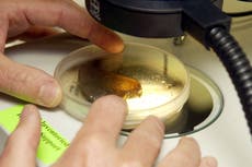 SpaceX envía cientos de gusanos británicos a la EEI para estudiar cómo pierden sus músculos