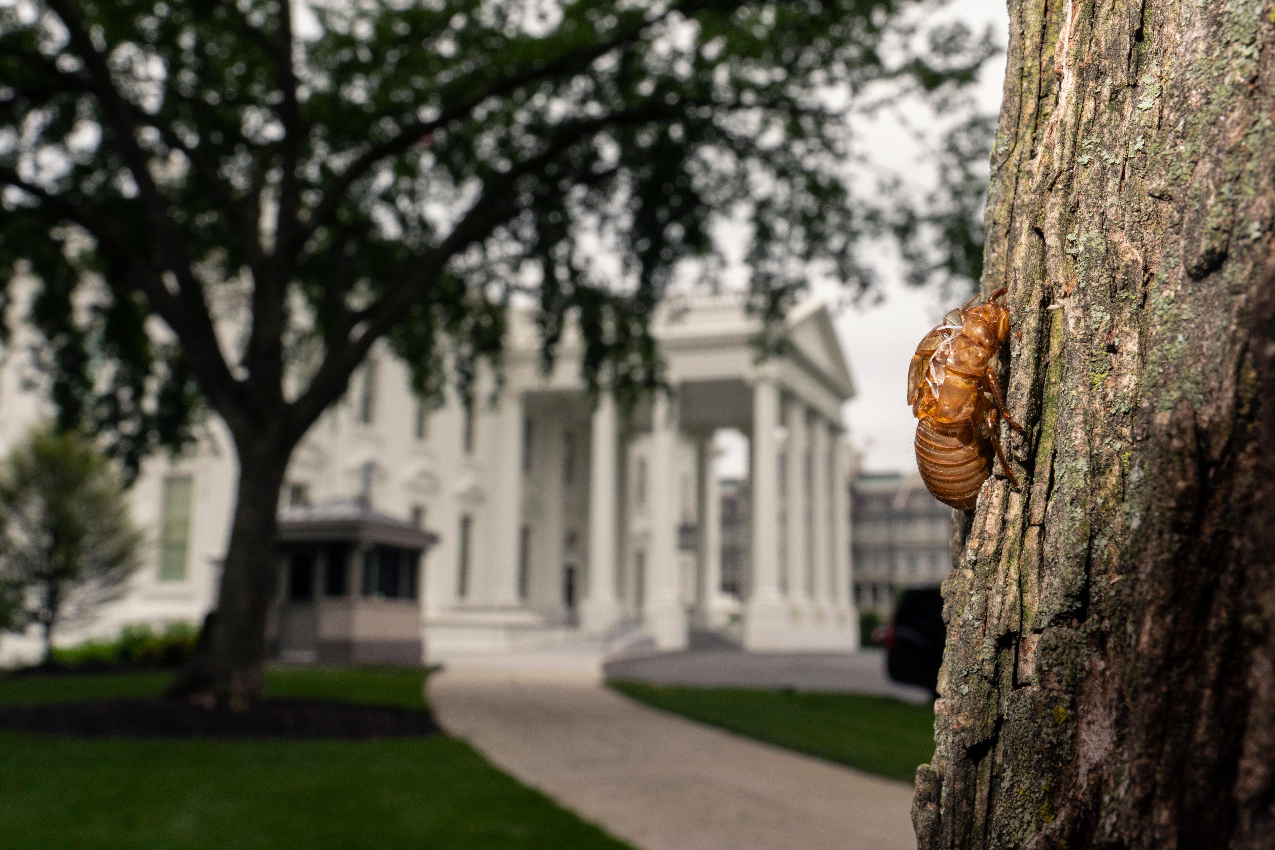 BIDEN-CIGARRAS