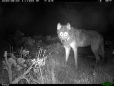 Colorado tiene primera camada de cachorros de lobo gris