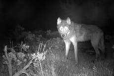 Colorado tiene primera camada de cachorros de lobo gris