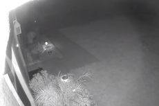 Mujer de Florida está convencida de que vio a un dinosaurio bebé corriendo por su jardín