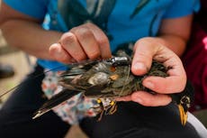 La era dorada de la investigación de la migración de aves