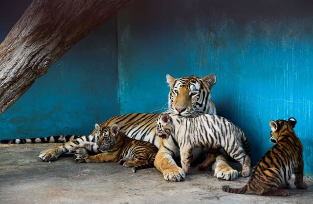 <p>El color del pelaje de la tigresa se debe a los genes de sus padres</p>