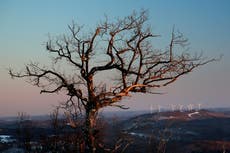 ONU: Crisis de clima y biodiversidad deben combatirse juntas