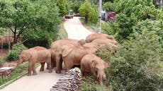 Elefantes errantes de China están de nuevo en movimiento